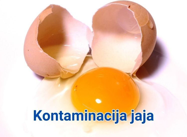 rok trajanja jaja rok trajanja jaja u frižideru rok trajanja jaja na sobnoj temperaturi koliki je rok trajanja jaja koji je rok trajanja jaja koliko je rok trajanja jaja