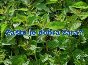kopriva mrtva kopriva kopriva kao lijek kopriva čaj sta lijeci kopriva za sto je dobra kopriva zasto je dobra zara kopriva caj za sta je dobar kopriva kako se priprema zara za sta je sve dobra