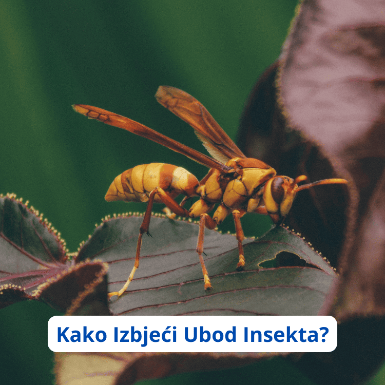 kako prepoznati ubod insekta kako liječiti ubod insekta