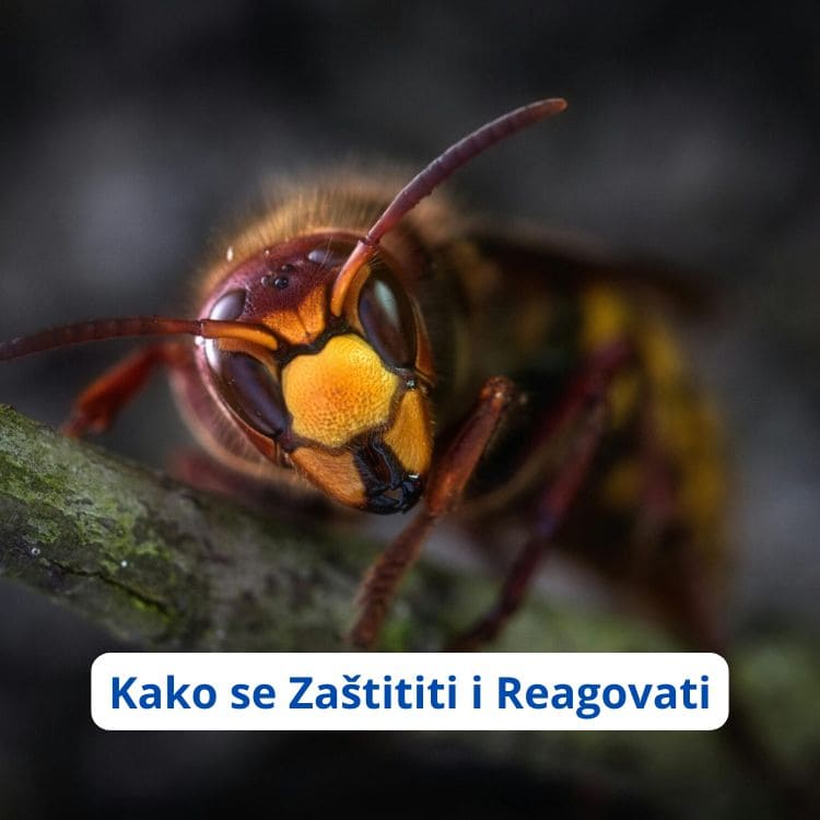 ubod insekta ubod insekta oteklina ubod insekta crvenilo i otok alergija na ubod insekta ubod insekta alergijska reakcija ubod insekta mkb ubod insekta ujed pauka ubod insekta mjehur kako prepoznati ubod insekta kako liječiti ubod insekta ubod insekta koji ne prolazi ubod insekta plikovi