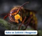 ubod insekta ubod insekta oteklina ubod insekta crvenilo i otok alergija na ubod insekta ubod insekta alergijska reakcija ubod insekta mkb ubod insekta ujed pauka ubod insekta mjehur kako prepoznati ubod insekta kako liječiti ubod insekta ubod insekta koji ne prolazi ubod insekta plikovi