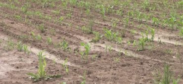 kukuruz njiva psenica usjevi